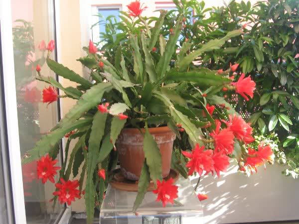 ارکید کاکتوس